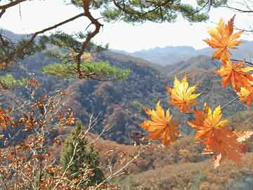 蒲城張兆武最新動(dòng)態(tài)，時(shí)代先鋒的堅(jiān)實(shí)足跡